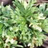 Thuja Orientalis Fleck - Thuya De Chine Ou Thuya D'Orient 1 Thuja Orientalis Fleck - Thuya De Chine Ou Thuya D'Orient -Coniferes Magasin Thuja orientalis Fleck Thuya de Chine ou Thuya d Orient LD 1008862 1
