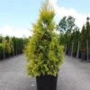 Thuya Géant - Thuja Plicata 4 Ever Goldy 2 Thuya Géant - Thuja Plicata 4 Ever Goldy -Coniferes Magasin Thuja plicata 4 EVER GOLDY 84363 1