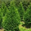 Thuja Plicata Can-Can - Thuya Compact 2 Thuja Plicata Can-Can - Thuya Compact -Coniferes Magasin Thuja plicata Can Can V 1002292 1