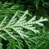 Thujopsis Dolobrata -Coniferes Magasin Thujopsis dolobrata 87363 1