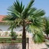 Trachycarpus Latisectus - Palmier Windamere -Coniferes Magasin Trachycarpus latisectus 89964 1