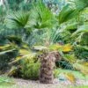 Trachycarpus Wagnerianus - Palmier Miniature -Coniferes Magasin Trachycarpus wagnerianus 82233 P