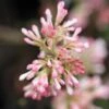 Viorne D'hiver - Viburnum Bodnantense Charles Lamont. -Coniferes Magasin Viburnum bodnantense Charles Lamont 84373 1