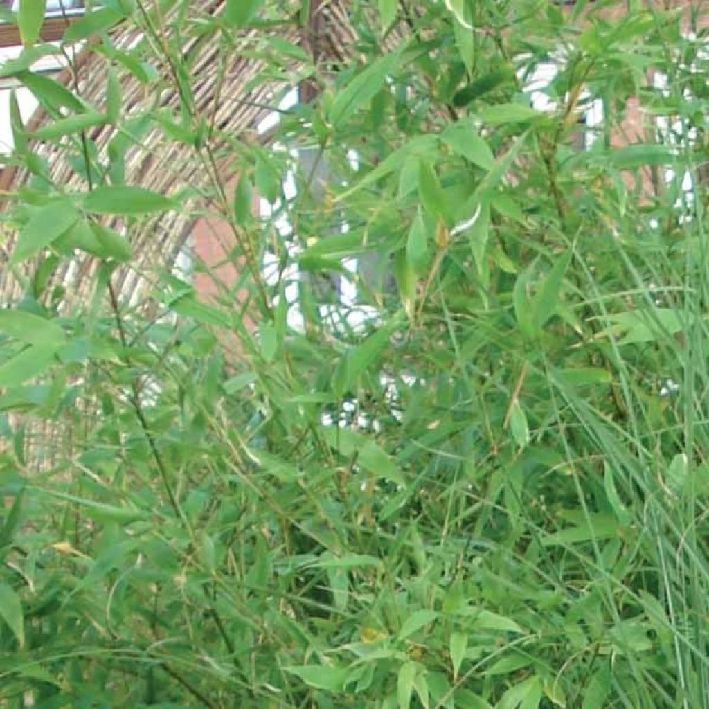 Bambou Non Traçant - Fargesia Murielae Jumbo 2 Bambou Non Traçant - Fargesia Murielae Jumbo