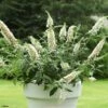 Buddleia White Chip - Arbre Aux Papillons Nain -Coniferes Magasin buddleia ice chip 80061 1