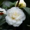 Camélia Nobilissima - Camellia Japonica 2 Camélia Nobilissima - Camellia Japonica -Coniferes Magasin camelia nobilissima 82825 3