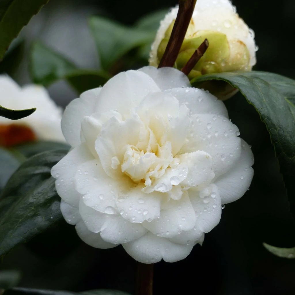 Camélia Nobilissima - Camellia Japonica 3 Camélia Nobilissima - Camellia Japonica