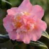 Camélia Paddy's Perfumed - Camellia Japonica 2 Camélia Paddy's Perfumed - Camellia Japonica -Coniferes Magasin camelia paddy s perfumed 83533 1
