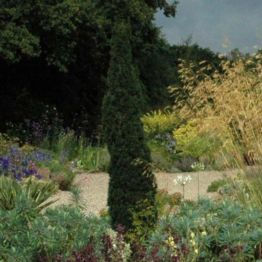 Cupressus Sempervirens Totem - Cyprès De Florence 3 Cupressus Sempervirens Totem - Cyprès De Florence