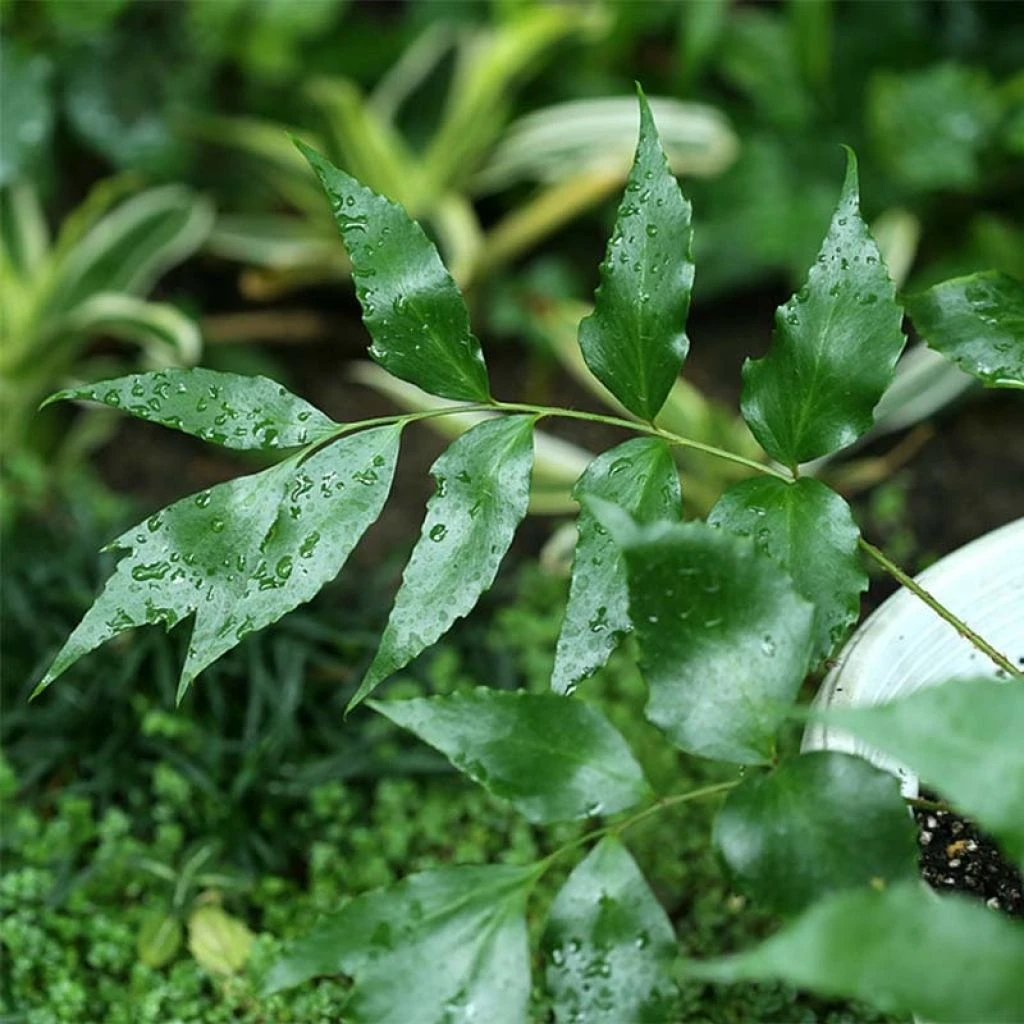 Cyrtomium Devexiscapulae - Fougère 3 Cyrtomium Devexiscapulae - Fougère