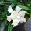 Gardenia Jasminoides Perfumed Petticoats -Coniferes Magasin gardenia jasminoides perfumed petticoats 83325 1