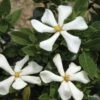 Gardénia Rustique Pinwheel -Coniferes Magasin gardenia pinwheel copyright plantipp 1