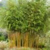 Bambou Jaune - Phyllostachys Aureosulcata Aureocaulis -Coniferes Magasin phyllostachys aureosulcata aureocaulis 7816702 1