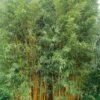 Phyllostachys Vivax Aureocaulis - Bambou Géant 2 Phyllostachys Vivax Aureocaulis - Bambou Géant -Coniferes Magasin phyllostachys vivax aureocaulis 84917 1