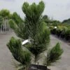 Pin - Pinus Heldreichii Satellit 1 Pin - Pinus Heldreichii Satellit -Coniferes Magasin pinus heldreichii satellit 100785 1