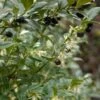 Sarcococca Hookeriana -Coniferes Magasin sarcococcas hookeriana type 7816000 1