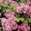 Lilas à Petites Feuilles - Syringa Red Pixie -Coniferes Magasin syringa red pixie 9683 1