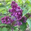 Lilas - Syringa Vulgaris Prince Wolkonsky 2 Lilas - Syringa Vulgaris Prince Wolkonsky -Coniferes Magasin syringa vulgaris prince wolkonsky 781757 3