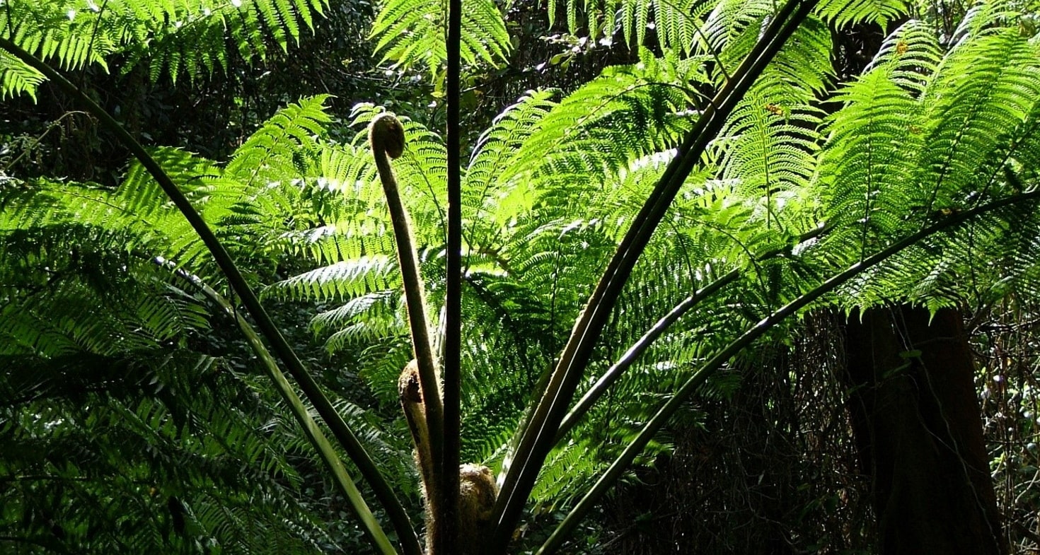 Coniferes Magasin -Coniferes Magasin Fougere arborescente min