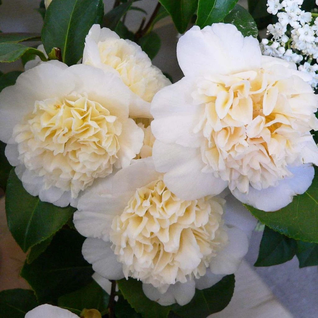 Coniferes Magasin -Coniferes Magasin camellia jurys yellow 79882 1